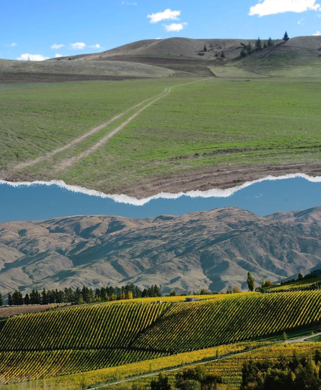 New Zealand Wine & Food Events
