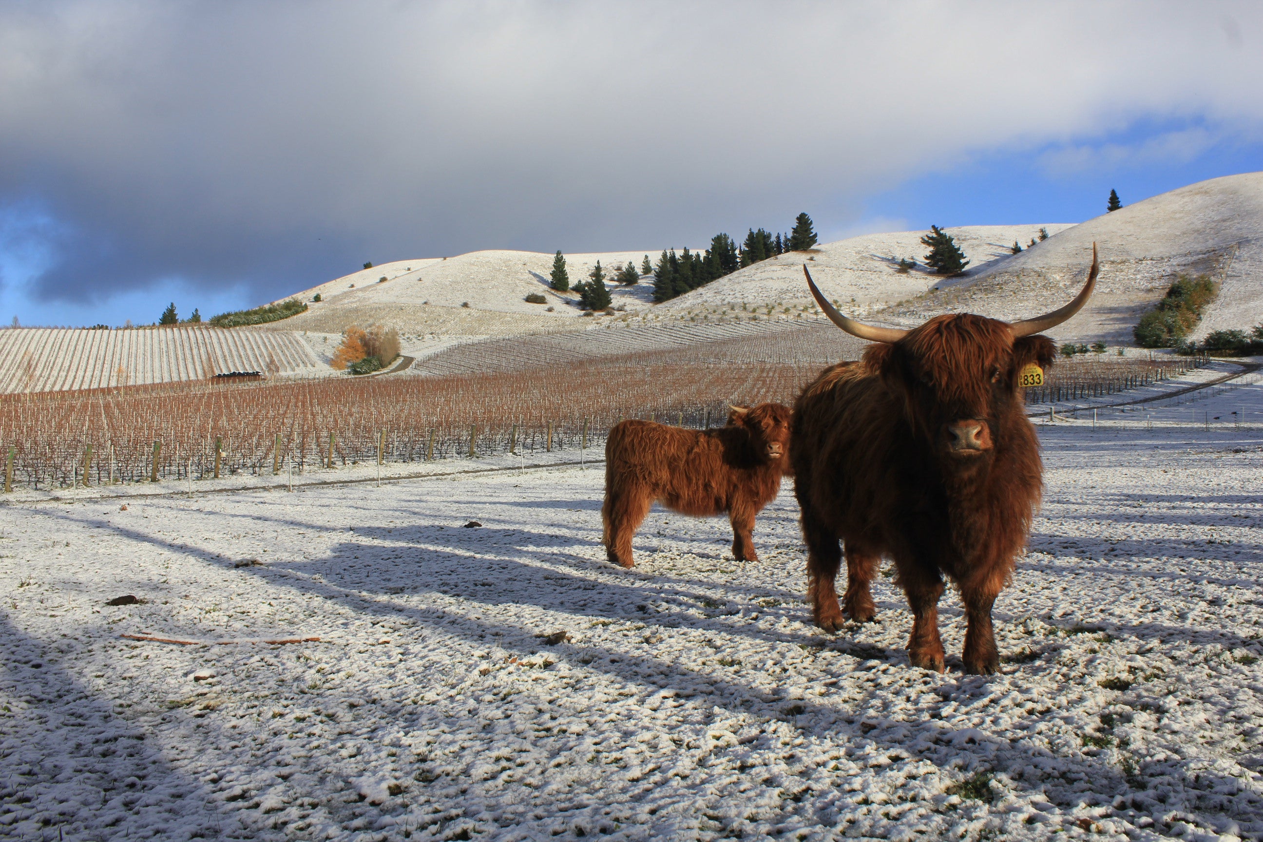 Pinot Perfection - The Real Review - Bob Campbell MW