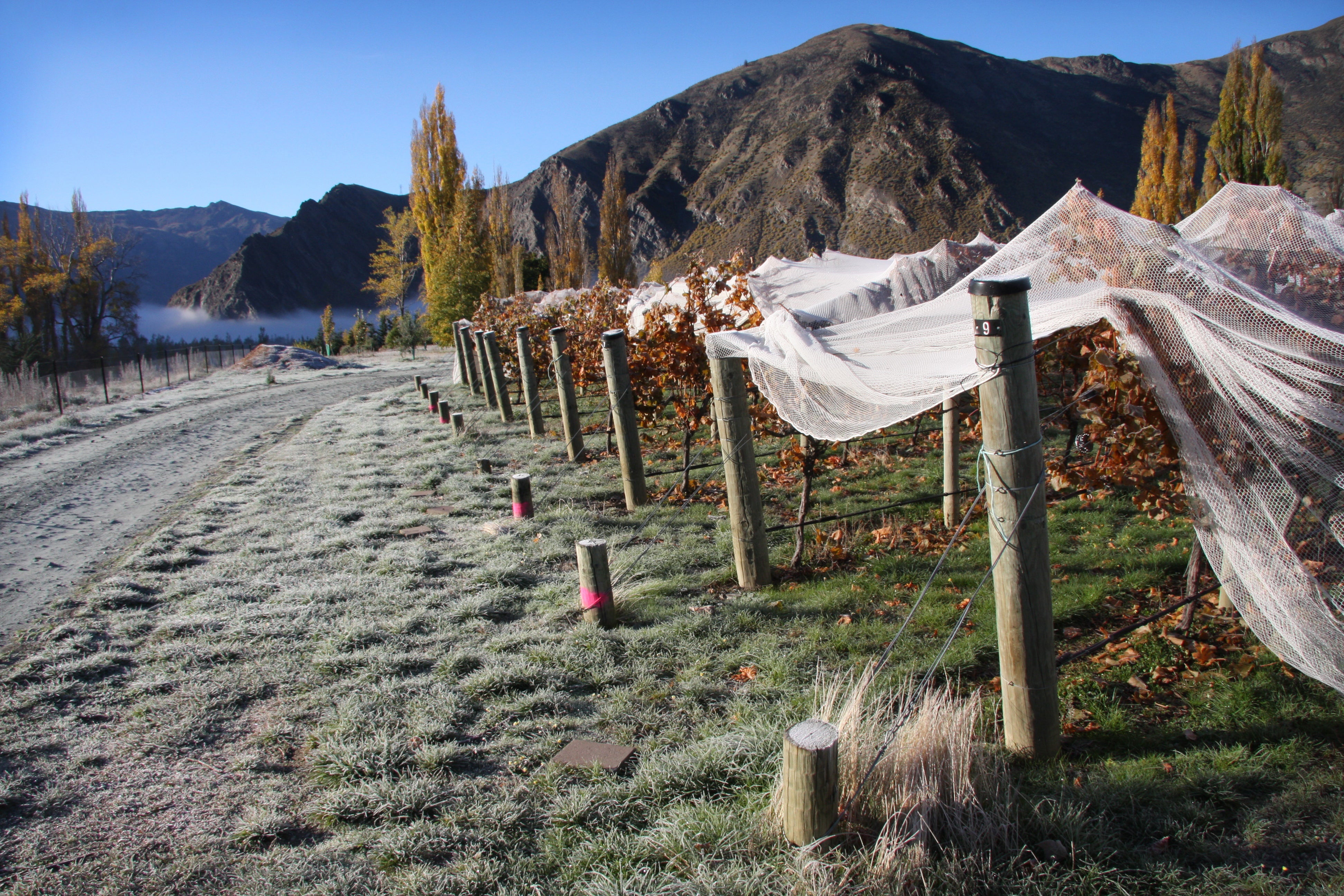 Burn Cottage Valli Vineyard Cellar Release