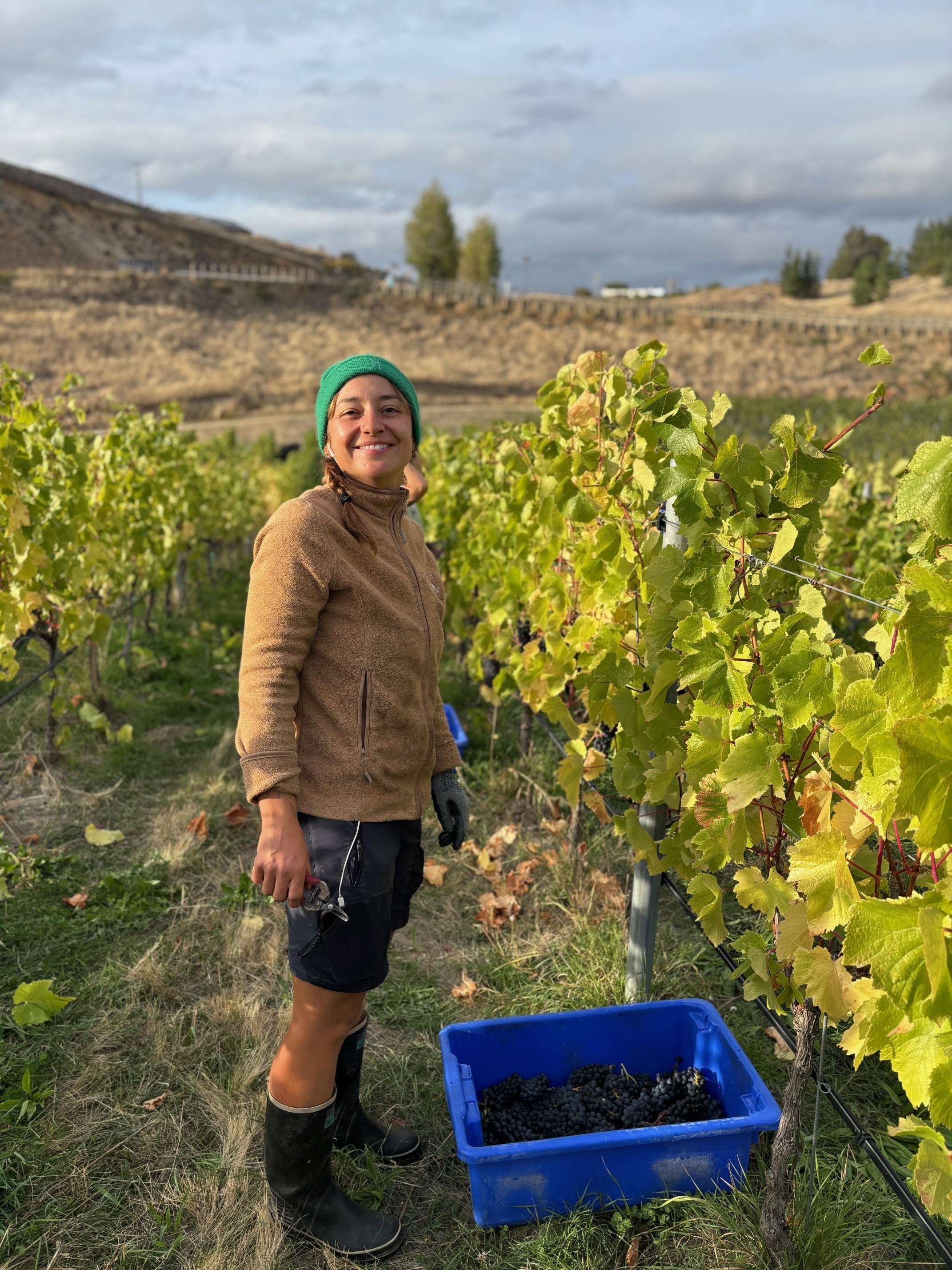 Vintage 2025 in Central Otago.....